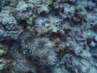 サンゴ礁と熱帯魚
