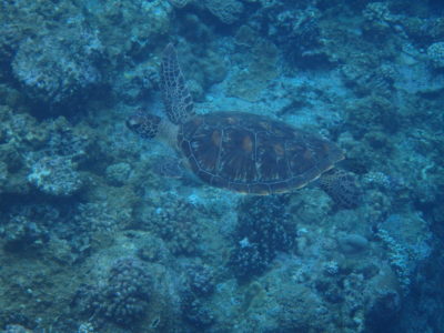 沖縄のウミガメ