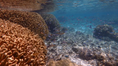 慶良間のサンゴ礁