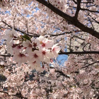 桜の花びら