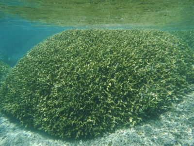 沖縄のサンゴ
