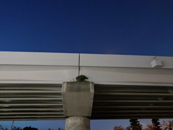上部道路の支柱に根を生やす木